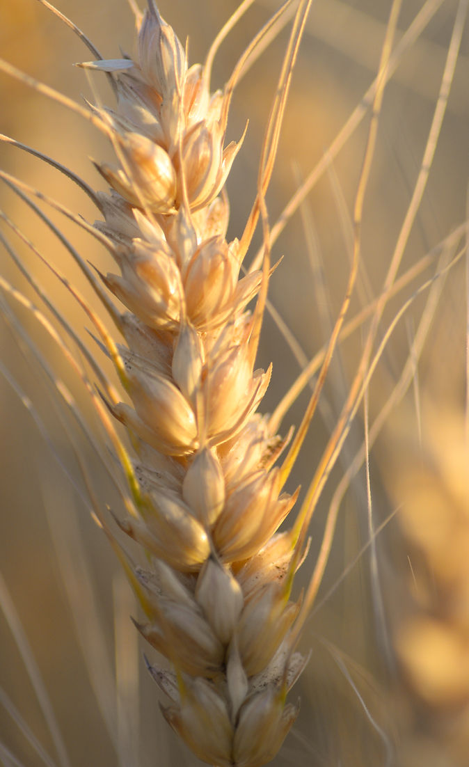 Golden wheat heads in a Palouse field